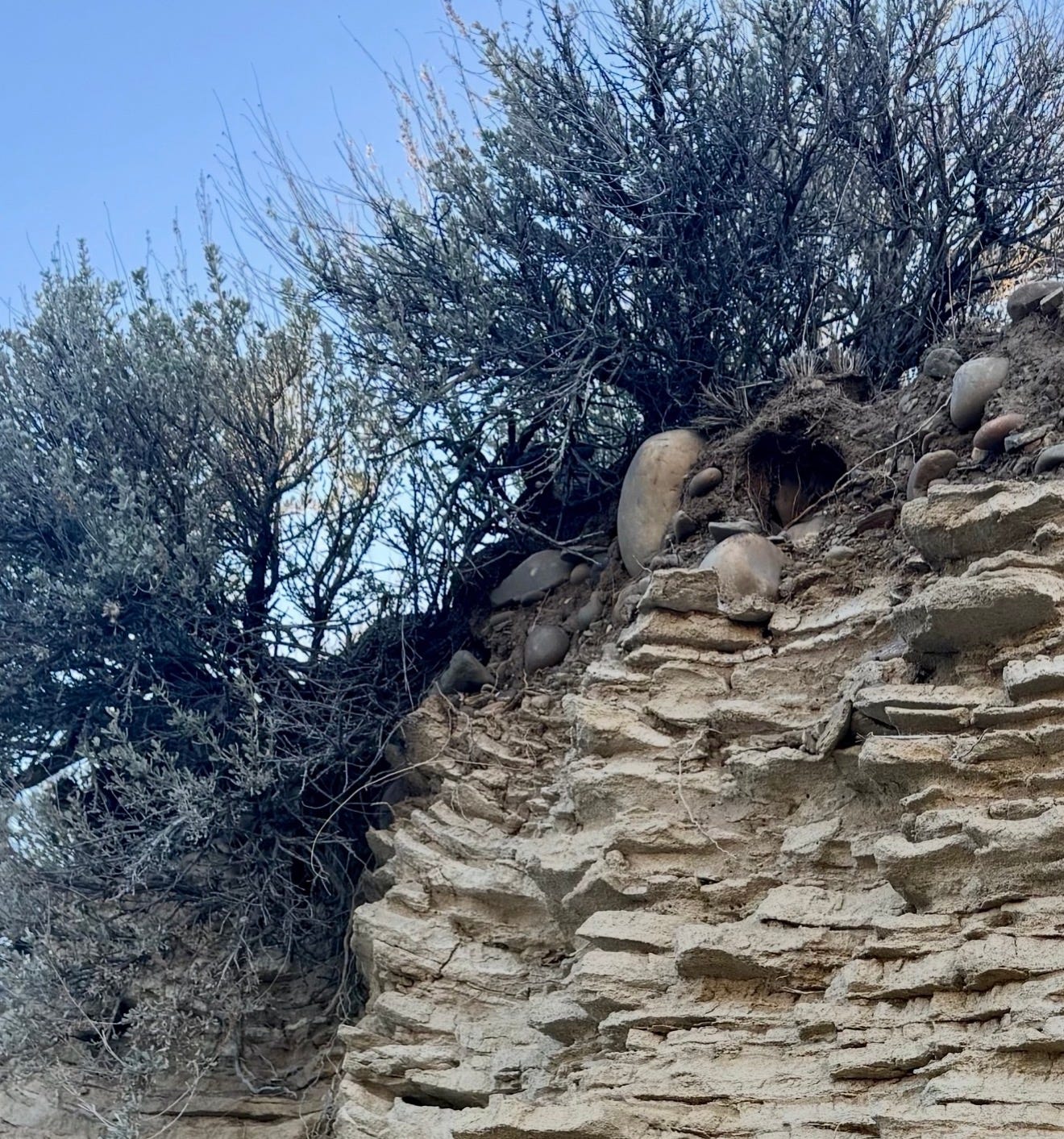 Sagebrush growing along a weathered, layered rock ledge under a blue Wyoming sky